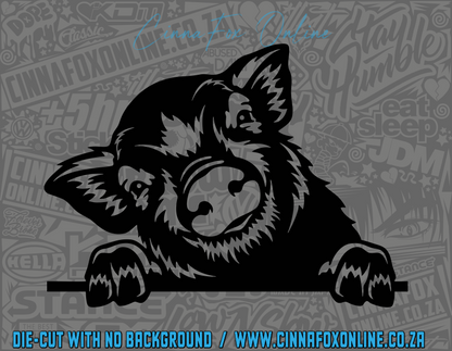 Peeking Pig 01 Decal