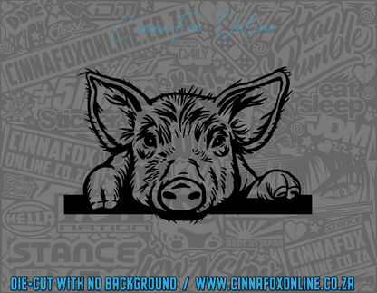 Peeking Pig 02 Decal